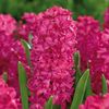 Jan Bos Pink Hyacinth Bulbs -...