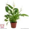 Thompson & Morgan Houseplant...