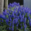 Van Zyverden Grape Hyacinths...