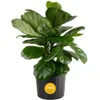 Fiddle Leaf Fig Indoor Plant...
