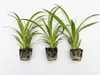 3 Pack Spider Plant Live...