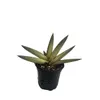 Rare Variegated Boncel...