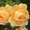 Heirloom Roses David Austin...