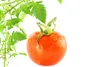 Patio Tomato Seeds - Hybrid
