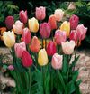 Mixed Triumph Tulips (25...