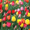 50 Triumph Tulip Bulbs for...