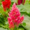 Plumed Castle Series Celosia...