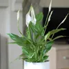 Thompson & Morgan Houseplant...