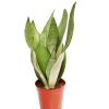 House Plant - Snake Plant -...