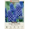 Dark Eyes Grape Hyacinth 15...