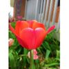 100 Tulip Red Oxford Bulbs