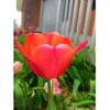 100 Tulip Red Oxford Bulbs