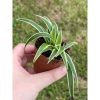 Spider Plant Chlorophytum...