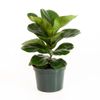 Little Fiddle Leaf Fig Ficus...