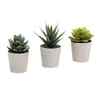 Artificial Succulents Set of...