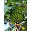5 PLANTAIN BANANA Musa...
