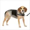 PetSafe Easy Walk Dog...