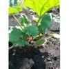 50 Perennial Victoria Rhubarb...