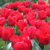 Red Tulips Darwin Hybrids (25...