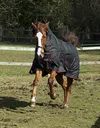 Rhinegold Aspen Outdoor Rug -...