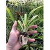 Hawaiian Spider Plant ~ 2...