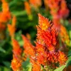 Plumed Castle Series Celosia...