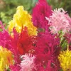 Plumed Castle Series Celosia...