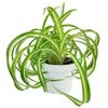 Bonnie Curly Spider Plant -...