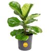 Fiddle Leaf Fig Indoor Plant...