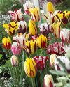 Rembrandt Tulip Mixture- 30...