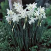 Daffodils Thalia Set of 12...