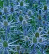 Blue Sea Holly (Eryngium...