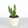Live Variegated Snake Plant -...