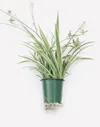 Variegated Spider Plant...