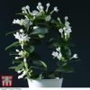 Stephanotis floribunda On A...